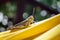 Closeup of a grasshopper in a yellow hammock, Togian Islands, Indonesia