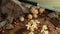 Closeup grated chocolate pouring on table. Sweet ingredients lying on table.