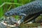 Closeup on a gravid female Balkan crested newt, Triturus ivanbureshi
