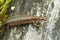 Closeup on a gravid female European live-bearing lizard, Zootoca vivipare, sitting on a piece of wood