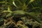 Closeup on a gravid female Italian newt, Lissotriton italicus underwater
