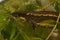 Closeup on a gravid female Japanese endangered Riu-Kiu sword-tailed newt, Cynops ensicauda ensicauda