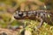 Closeup on a gravid female Northern Oregon Dunn's salamander, Plethodon dunni sitting on moss