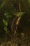 Closeup on a gravid female Riu-Kiu sword-tailed newt, Cynops ensicauda ensicaudan, white depositing eggs