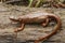 Closeup on a gravid female Rough skinned newt, Taricha granulosa