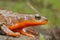 Closeup on a gravid female Rough skinned newt, Taricha granulosa