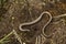 Closeup on a gravid female slow worm, Anguis fragilis, on the ground