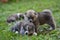 Closeup of gray Akita puppies in green grass