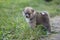 Closeup of a gray Akita puppy in green grass