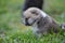 Closeup of a gray Akita puppy in green grass