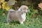 Closeup of a gray Akita puppy in green grass