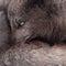 Closeup of a gray arctic fox's head and fur