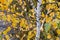 Closeup of Gray birch branches in a field in autumn with a blurry background