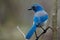 Closeup of a gray and blue bird standing on a broken twig on a thin tree, looking to the side