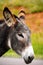 Closeup of a Gray Burro