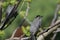 Closeup of a gray catbird perched on a tree branch