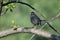 Closeup of a gray catbird perched on a tree branch