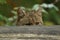 Closeup of a gray-furred wildcat, peeking behind a wooden beam, with trees blurred in the background