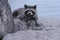 Closeup of gray raccoon lying on rocks and looking at camera