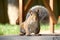 Closeup of gray squirrel with nut