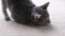 Closeup of gray striped European cat lying on beige rug at home, scratching claws