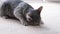 Closeup of gray striped European cat lying on beige rug at home, scratching claws