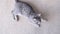 Closeup of gray striped European cat lying on beige rug at home, top view