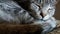 Closeup gray striped sleeping cat