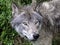 Closeup of gray wolf.