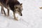 Closeup of a gray wolf walking through a snowy forest