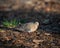 Closeup of a gray Zenaida dove on the ground