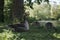 Closeup of a graylag goose (Anser anser) with its goslings on grass