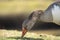 Closeup of a graylag goose grazing in the field