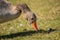 Closeup of a graylag goose grazing in the field