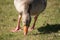 Closeup of a graylag goose grazing in the field