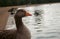 Closeup of a graylag goose on the lakeside. Anser anser.