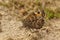 Closeup on a Grayling butterfly, Hipparchia semele sitting with closed wings