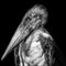 Closeup grayscale shot of a marabou stork bird  on a black background