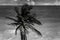 Closeup grayscale view of a palm tree at the coastline of Caribbean sea