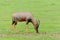 Closeup of a grazing male Topi on the Serengeti