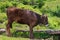 Closeup grazing at mountain cow portrait. Bull funny muzzle on pasture looking at camera. Highland agriculture. Healthy