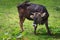 Closeup grazing at mountain cow portrait. Bull funny muzzle on pasture looking at camera. Highland agriculture. Healthy