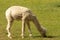 Closeup of grazing shaved Llama in the field, Huacaya alpaca