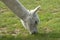 Closeup of grazing shaved Llama in the field, Huacaya alpaca