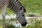 Closeup of grazing zebra\'s face in Namib-Etosha National Park, Africa.