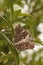 Closeup of the Great banded greyling butterfly, Brintesia circe sitting sitting on a green leaf in a shrub