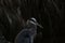 A closeup of a great blue heron