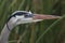 Closeup of a Great Blue Heron