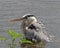 Closeup of a Great Blue Heron deep in water