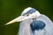 A closeup of a great blue heron face.